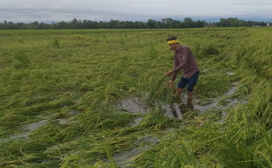 crop fallen due to wind with rain fall