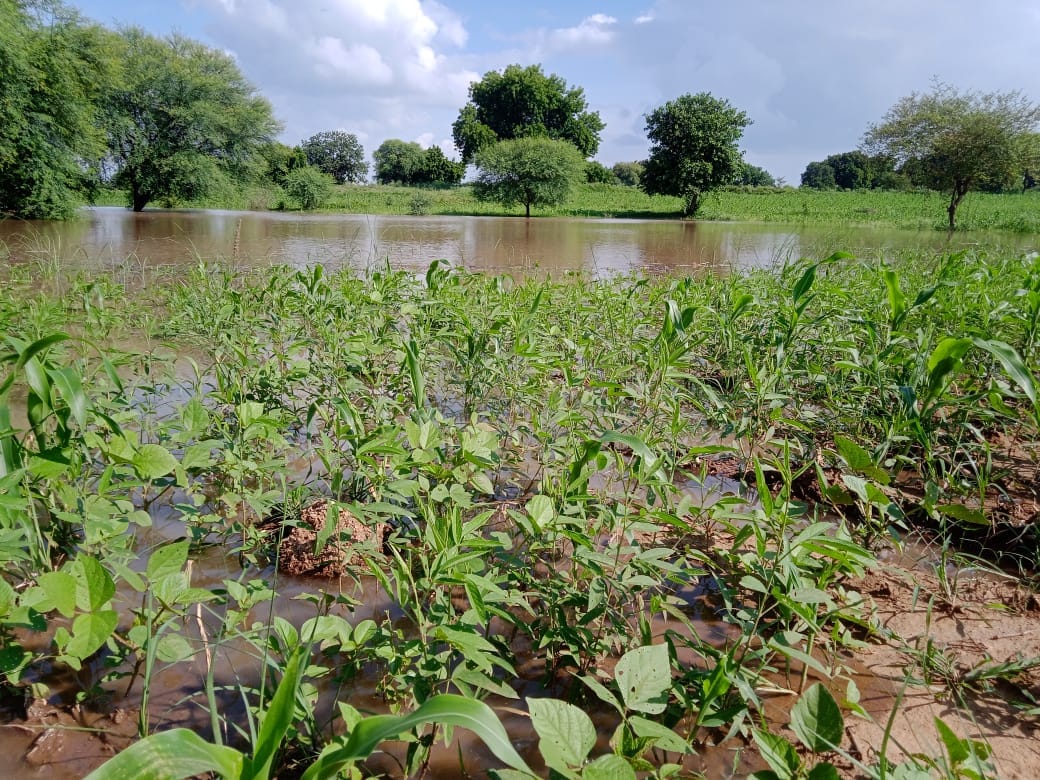Banda: Rain has spoiled the hopes of farmers