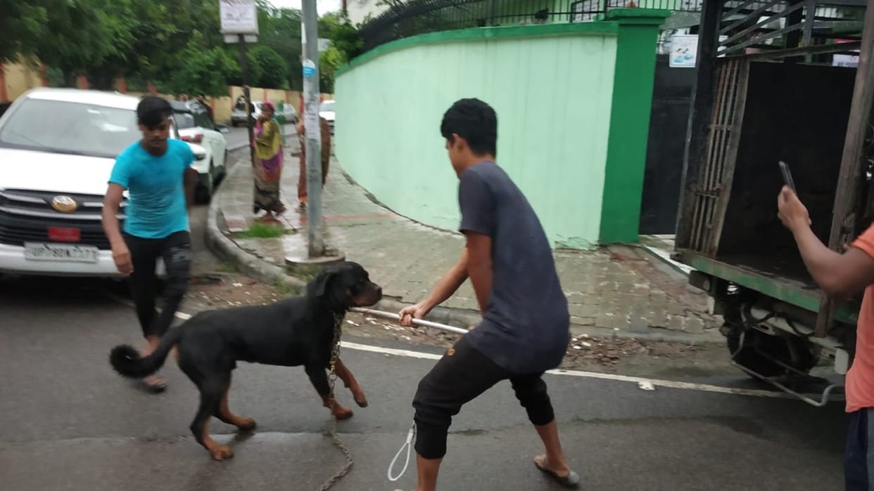 Rottweiler attacked on student in Lajpat Nagar Kanpur dog caught by municipal team