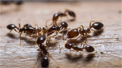 how to stay away red ants from entering home