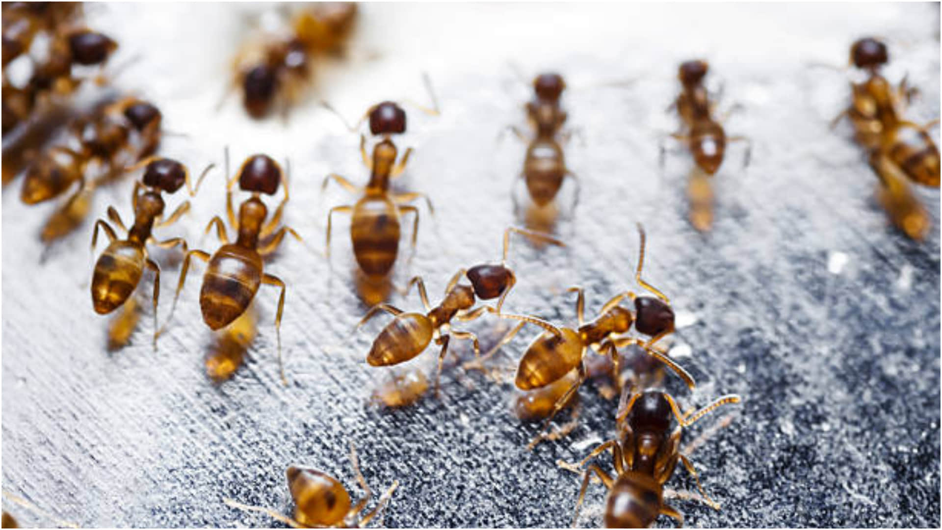 how to stay away red ants from entering home