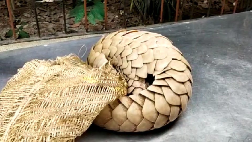 Pangolin of rare species found in Shajapur