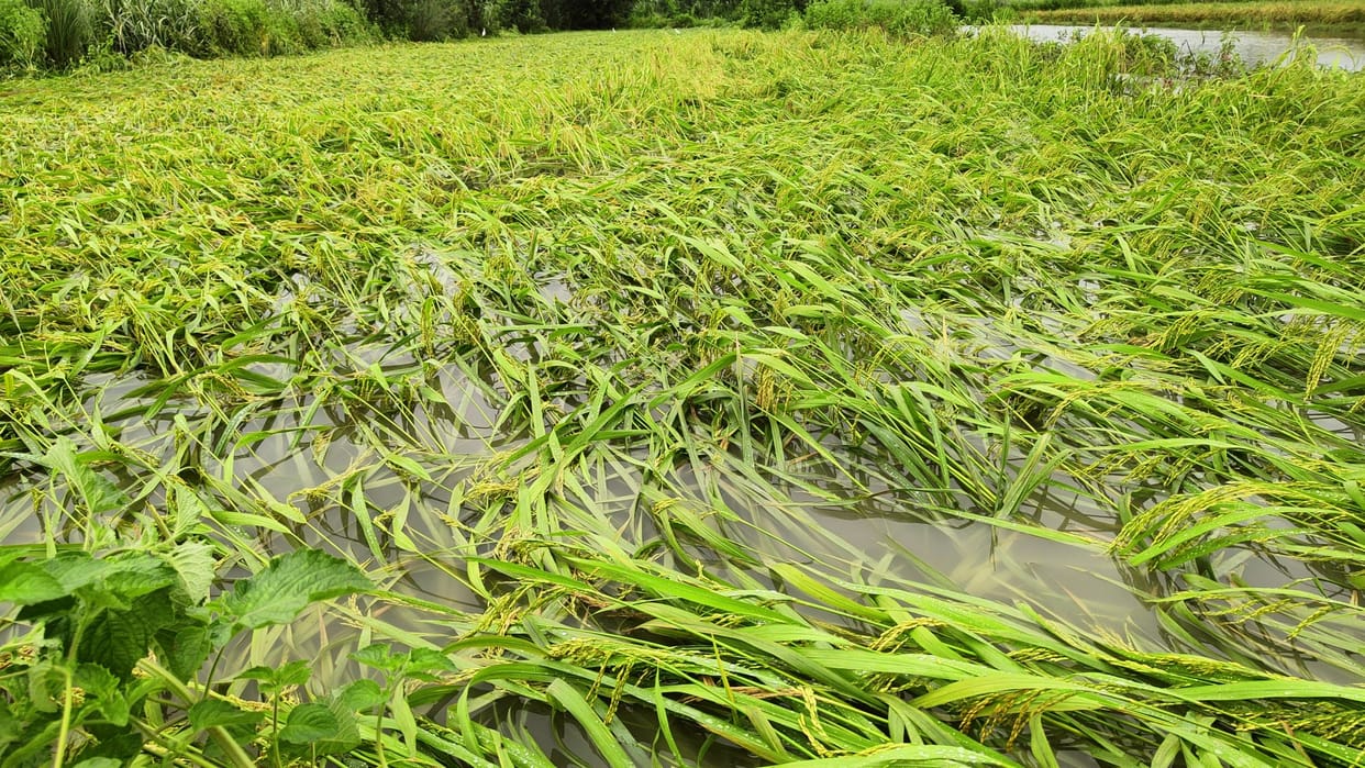 200 mm. Ramnagari gets wet due to rain, girl dies due to tree falling on thatch, four injured