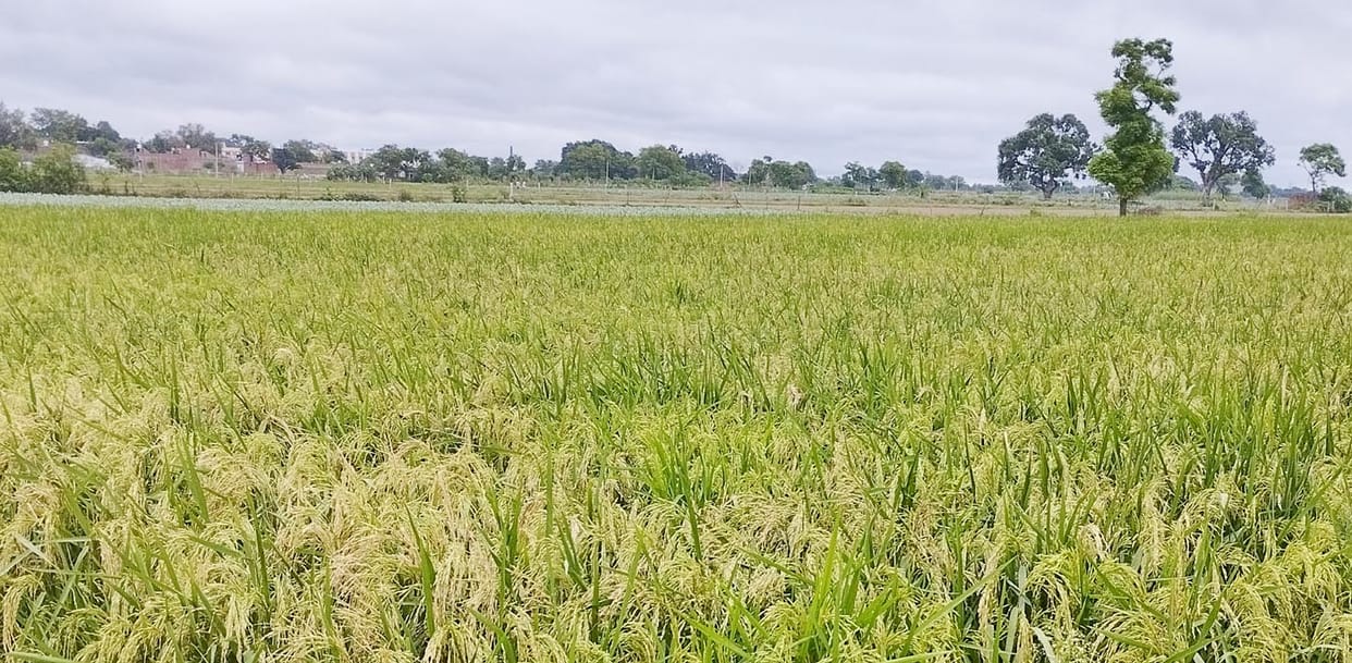 Rain and drizzle again increased the problems of farmers
