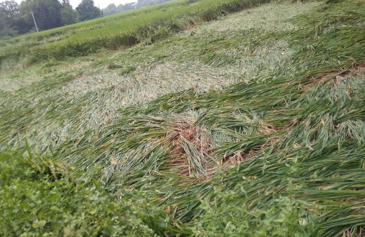 Only paddy farmers will get the benefit of insurance in Amethi.