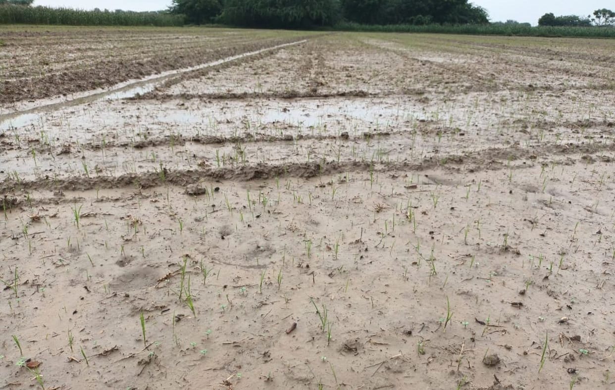 70 mm rain. disasater, crop distroyed