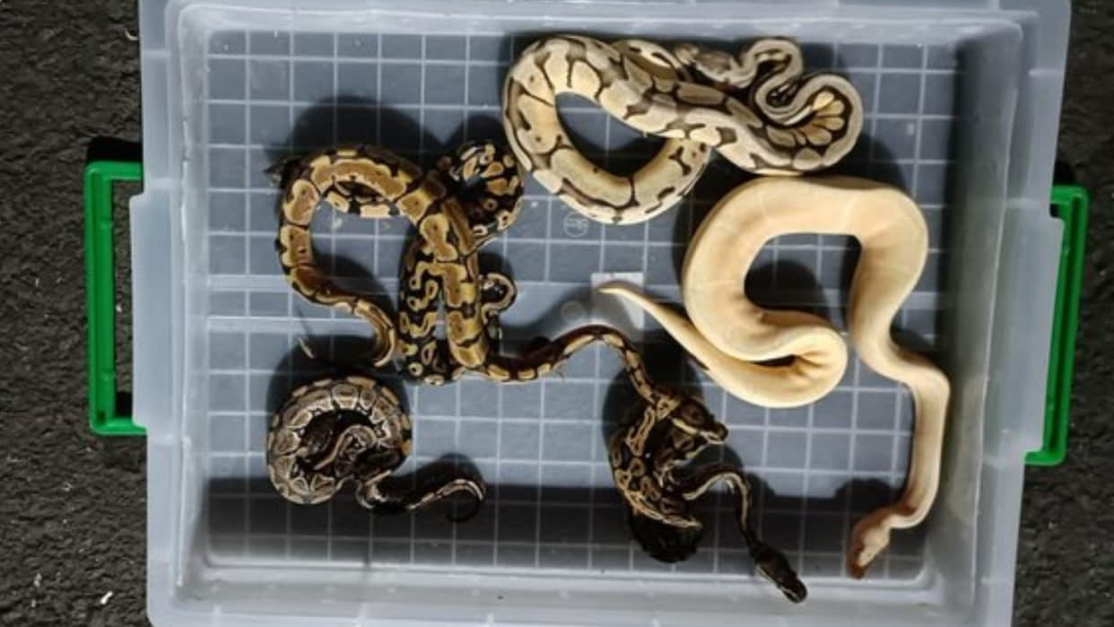 Directorate of Revenue Intelligence seized 665 animals of exotic species