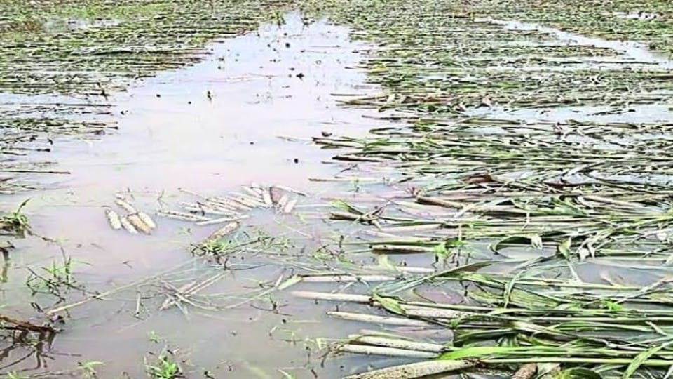 Crops ruined due to heavy rain in Agra