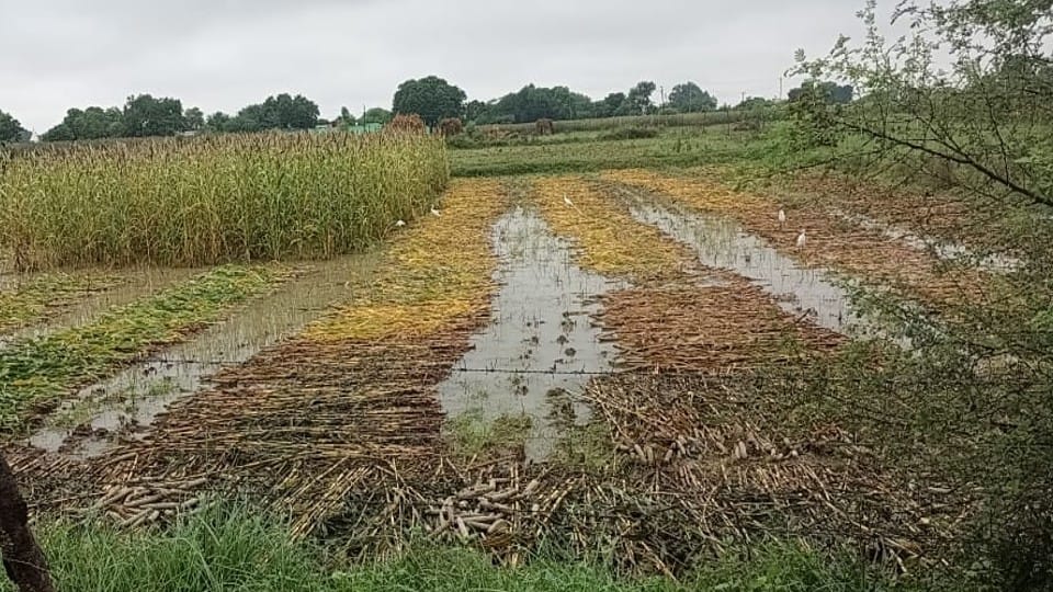 Crops ruined due to heavy rain in Agra
