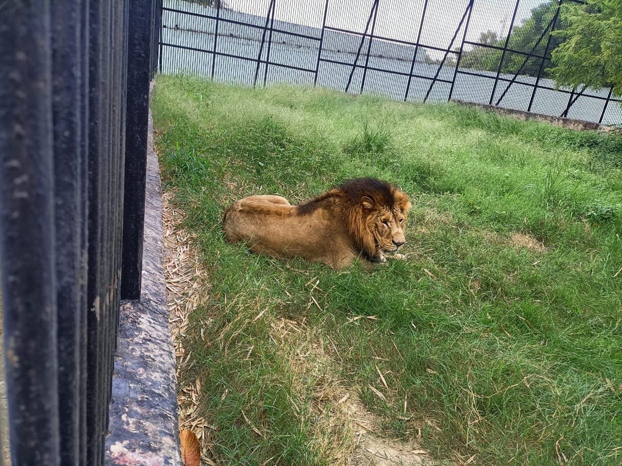 Another lion from Indore to visit Bhiwani zoo