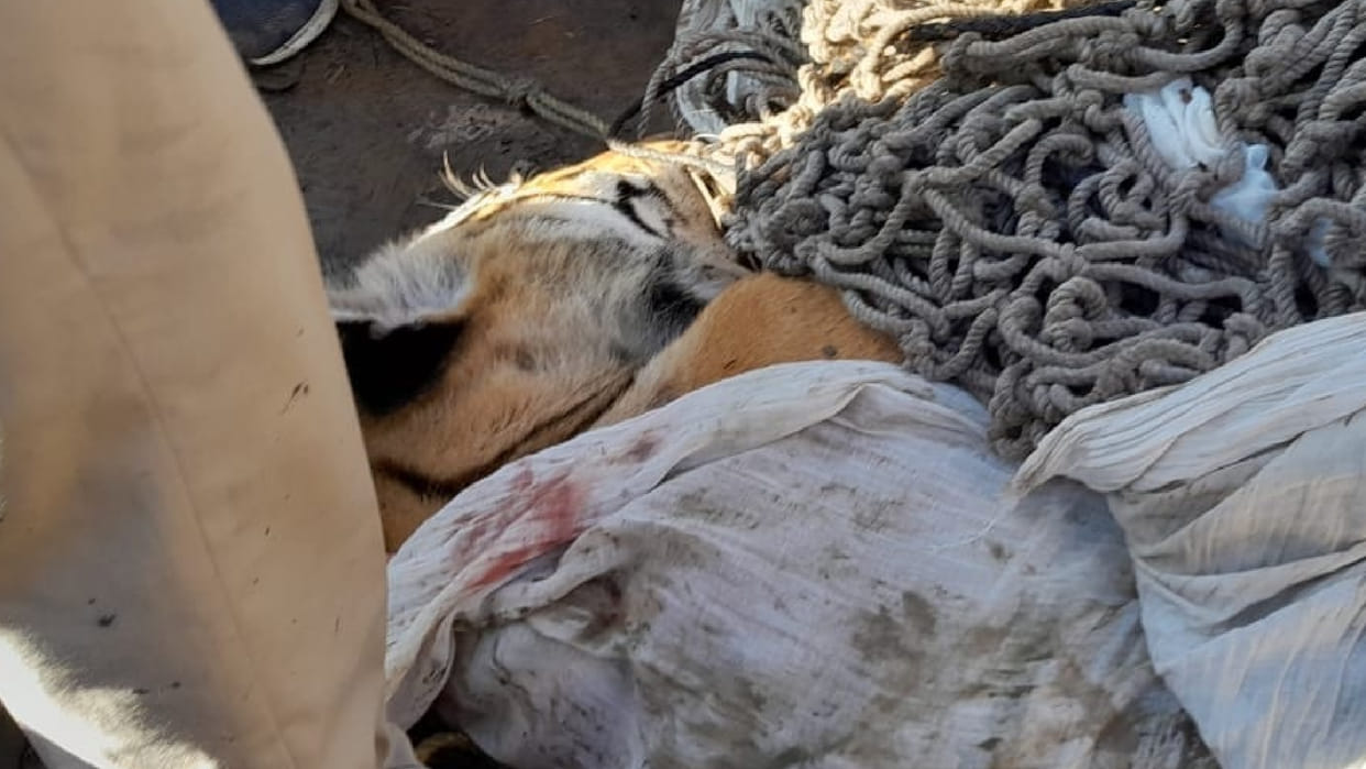 Bihar Orders issued to kill man eating tiger that killed nine people in Bagaha in West Champaran district