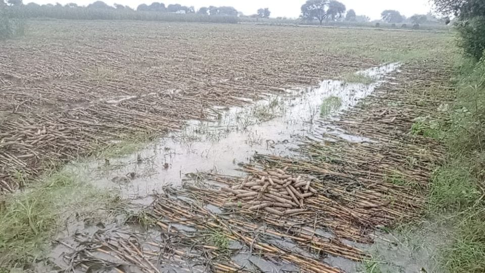 Crops ruined due to heavy rain in Agra