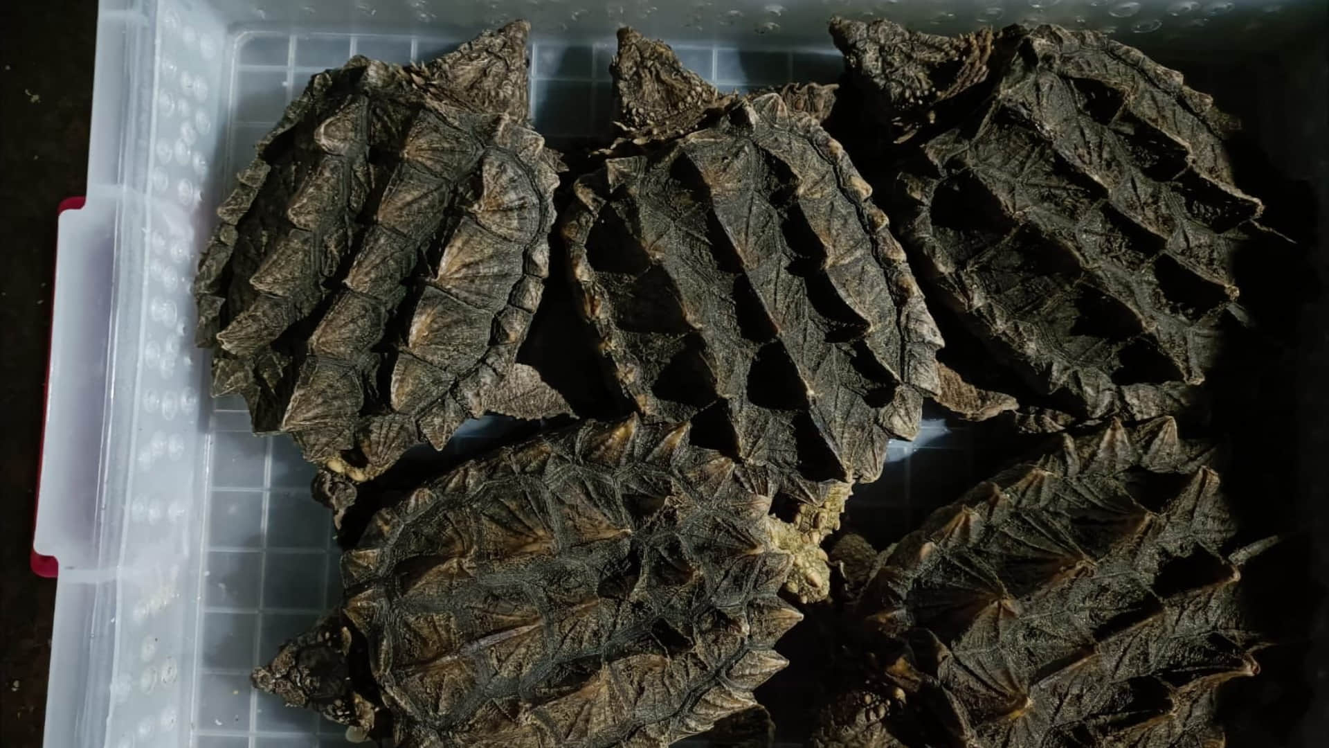 Directorate of Revenue Intelligence seized 665 animals of exotic species
