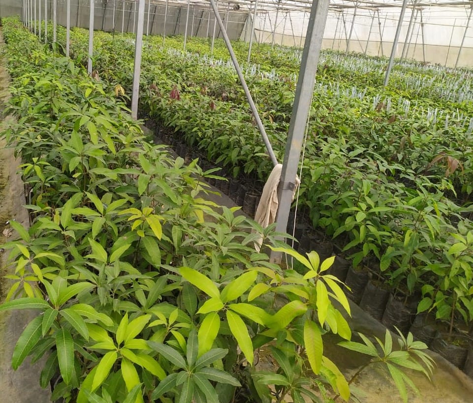 Amrapali plants being prepared with Israeli technology