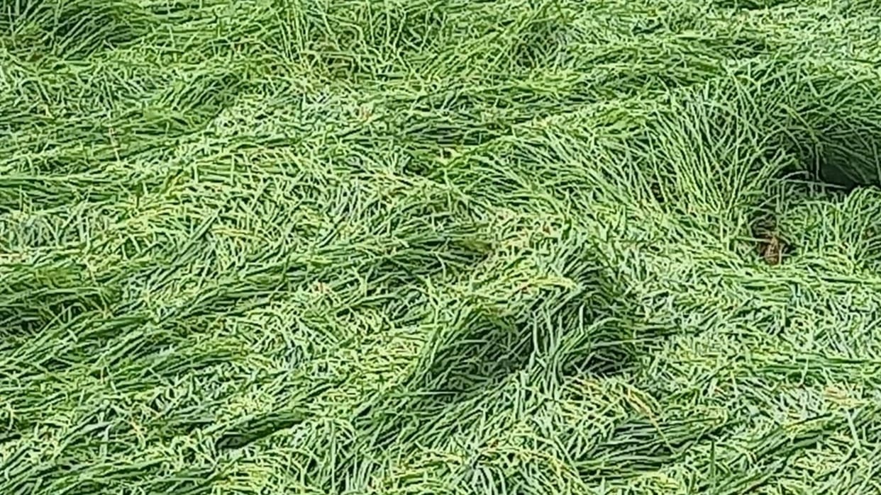 Hathras: Rain threatens paddy and urad crops