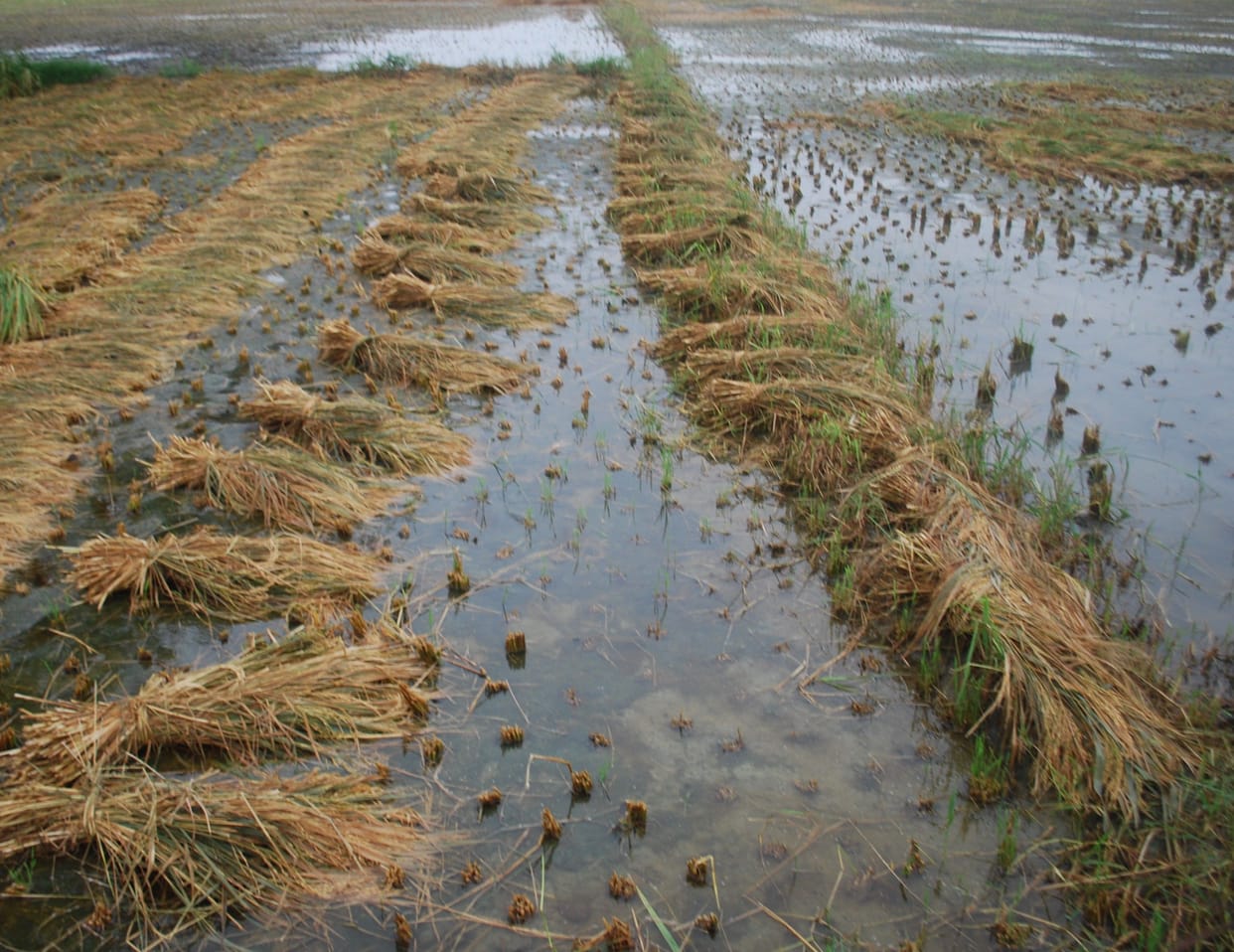 Hathras: Paddy damage due to rain, potato sowing will be delayed