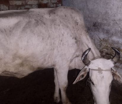 हाथरस : गाय में दिख रहे लंपी बीमारी के लक्षण।  संवाद