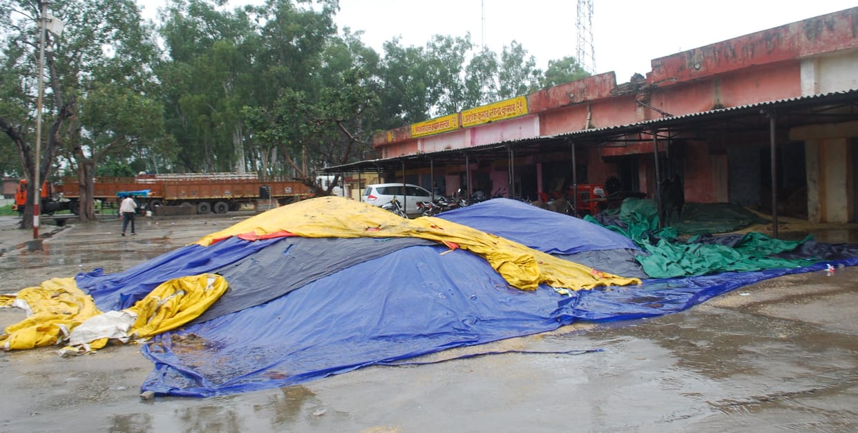 Hathras: Paddy arrival decreased in the market, the agents engaged in saving from rain