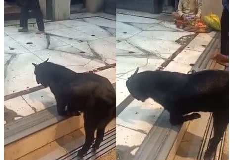 Goat bowed to Baba in Anandeshwar temple of Kanpur