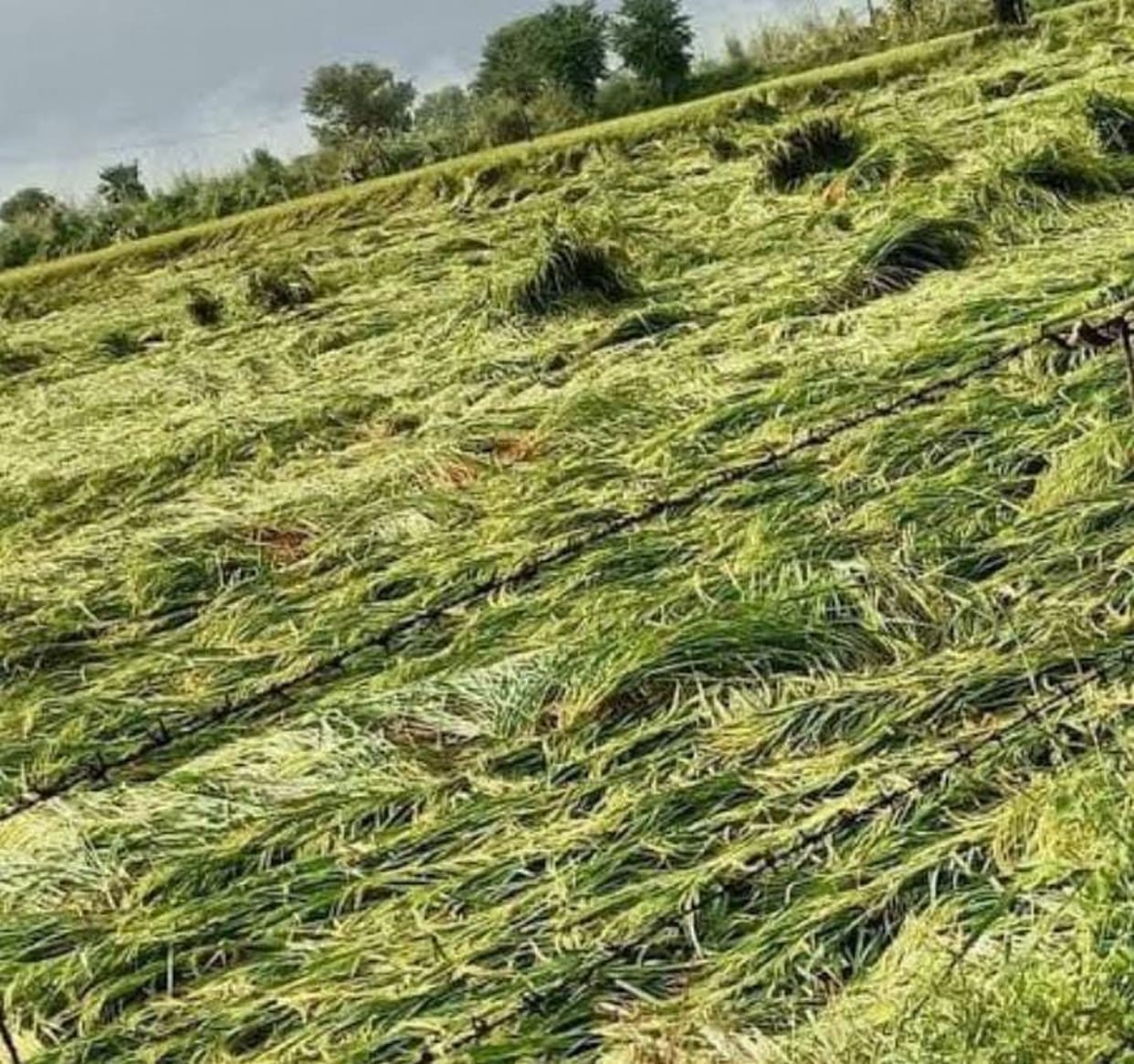 Damage of Crop in Tanakpur And Banbasa