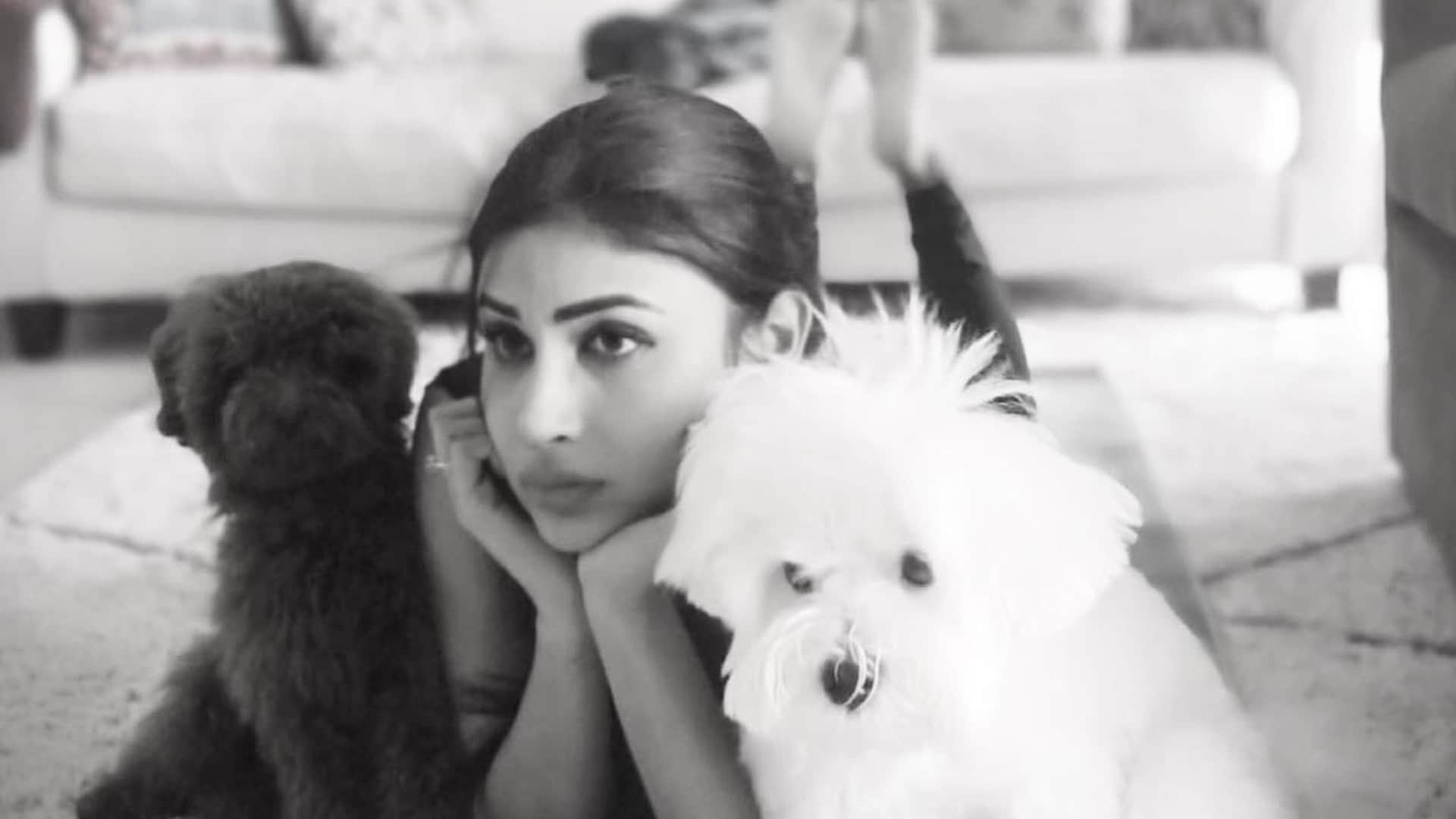 Photos of the Day Shama Sikander Bold Look Rashmika Mandanna Cute Photo Celebrity Updates
