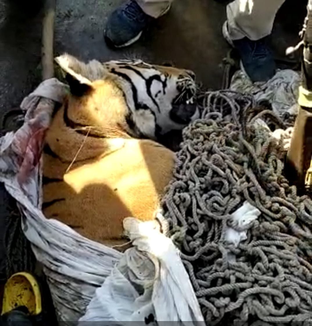 tiger killed by shooter