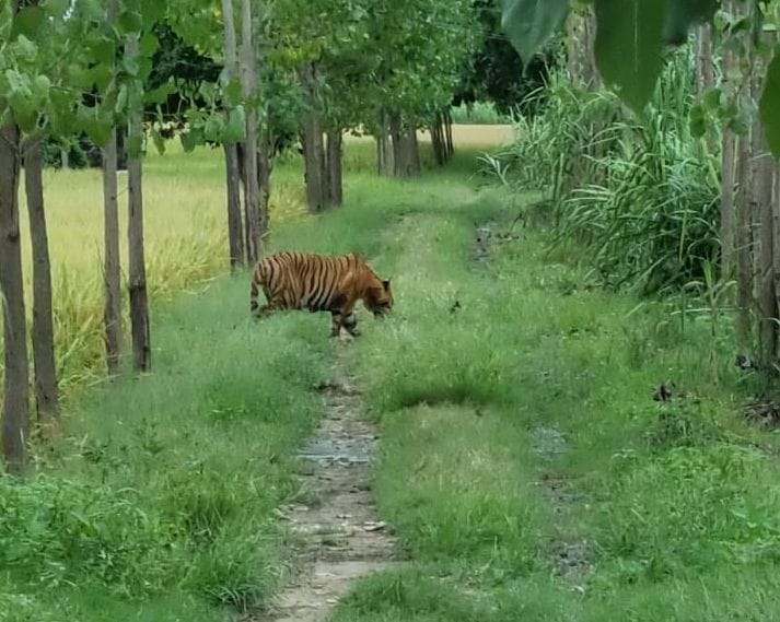 wild animal