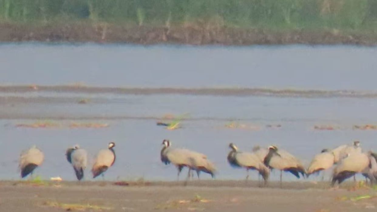 Heard in stories, now 'Kurjan' seen in Haiderpur