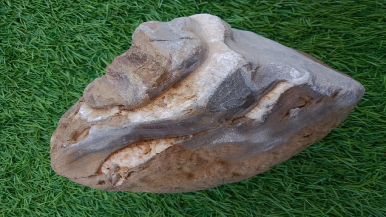 Saharanpur: the jaw of Stegodon elephant 50 lakh-year-old found from closet Bahalolpur