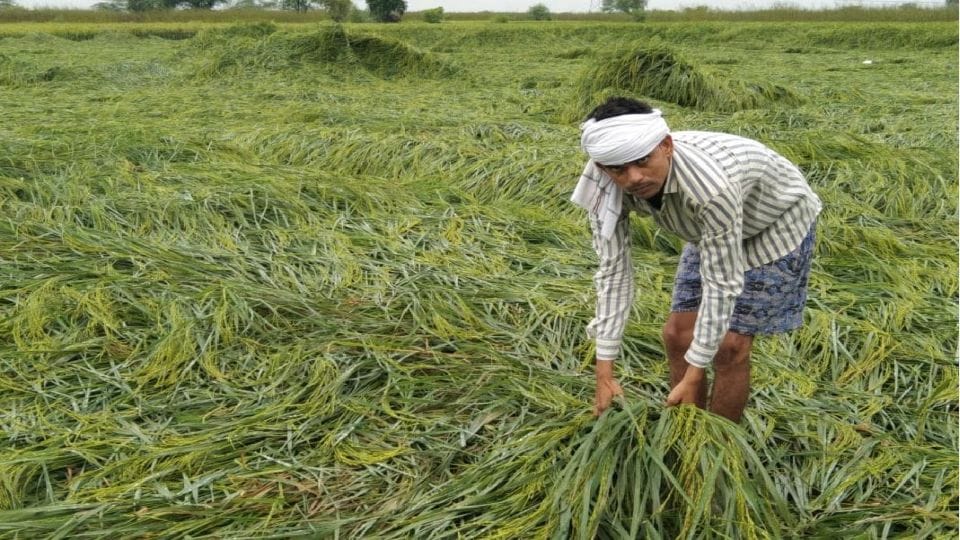 Crops ruined due to heavy rain in Agra