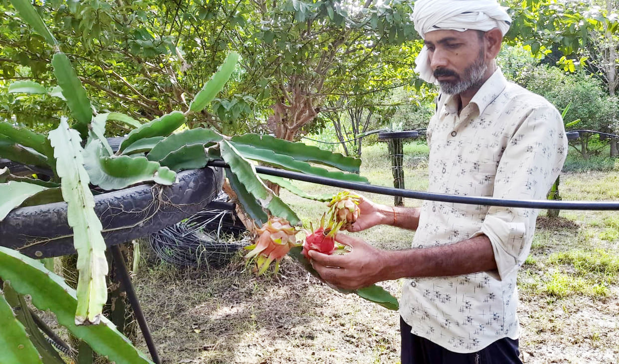 Hamirpur: Two farmers started farming of dragon fruit