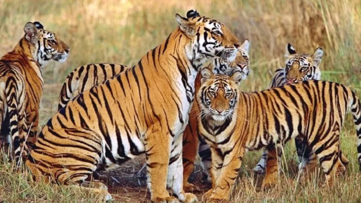 Action taken in case of tiger hunting in Pench Tiger Reserve Seoni