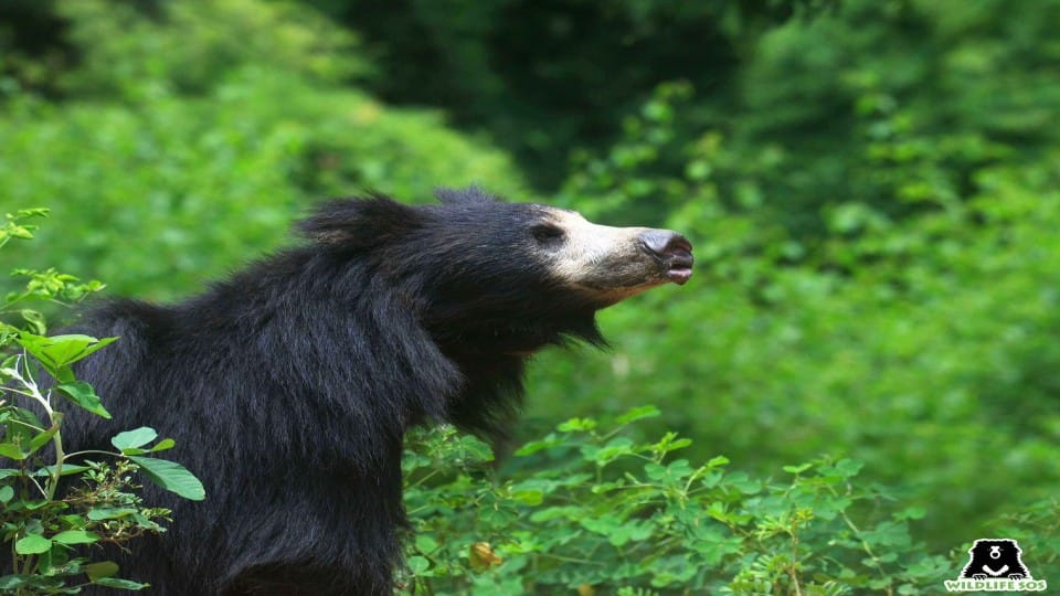 World Sloth Bear Day on 12 October  protection of rare bear will start from Agra