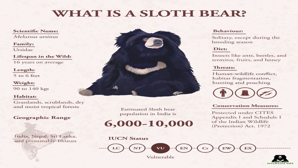 World Sloth Bear Day on 12 October  protection of rare bear will start from Agra