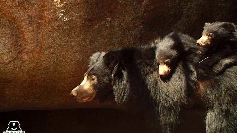 World Sloth Bear Day on 12 October  protection of rare bear will start from Agra