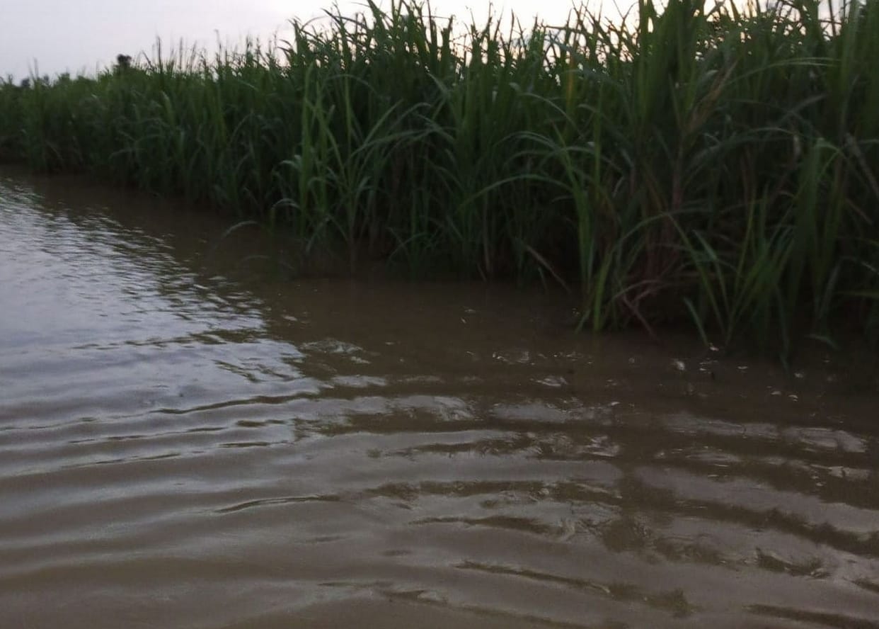 150 beegha crop drowned in flood