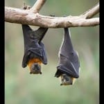 bats