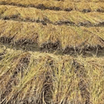 पराली