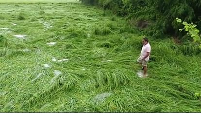 Untimely rains, hail not impacted standing rabi crops much: Tomar
