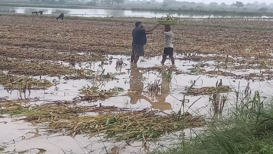 Agra Weather Update heavy rain in braj