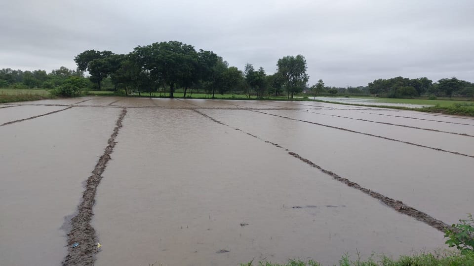 Kasganj Weather Update Heavy Rain In Braj