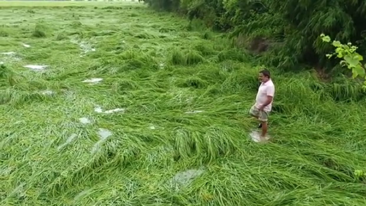 Wheat crop lying in the fields due to rain