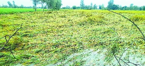 Shahjahanpur: 60 mm of rain from midnight to morning