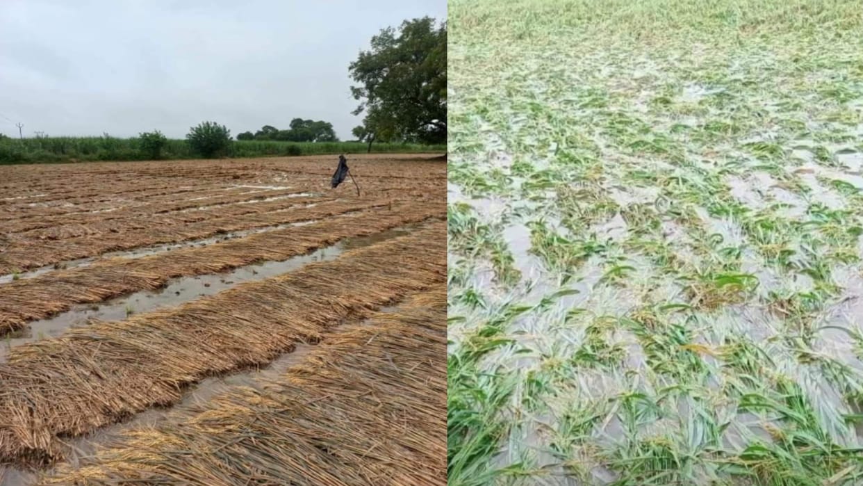 Rain breaks 42-year record in Meerut, temperature dropped by 10 degrees, paddy crop ruined
