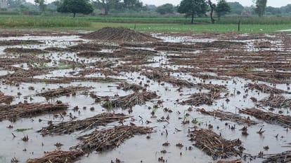 Hailstorm and rain with strong wind in Auraiya, crops lying in the fields, farmers upset