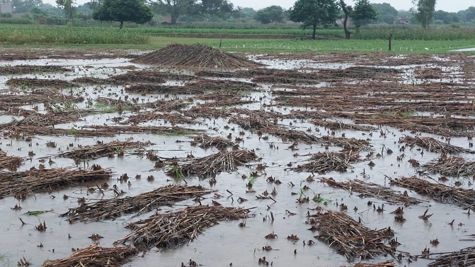 Kasganj Weather Update Heavy Rain In Braj