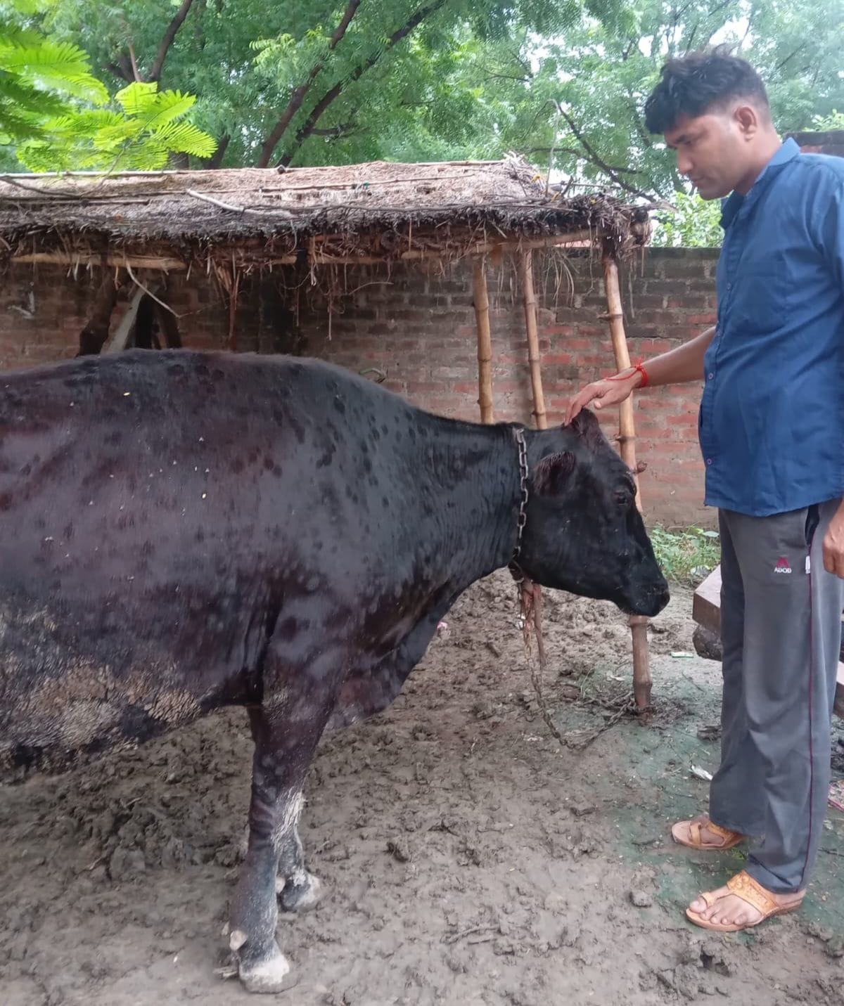 Fungal disease spread in cattle, increase of parents