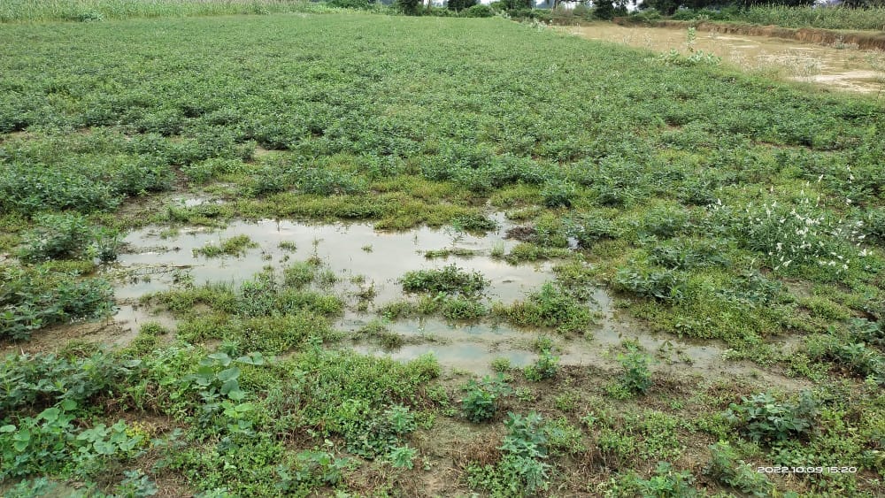 Hardoi, After 10 years in October, 25 percent crop was ruined due to rain