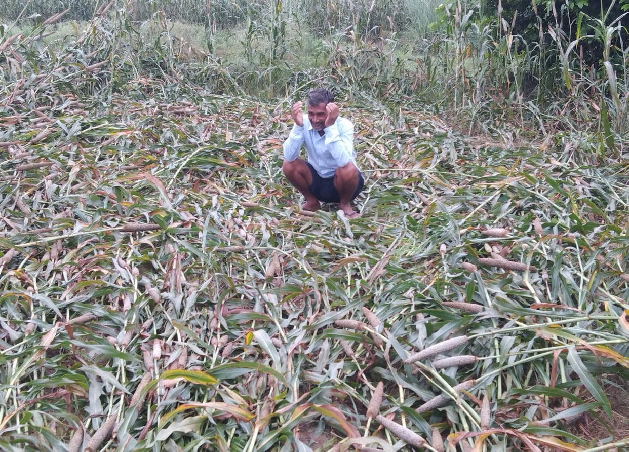 trouble for crops