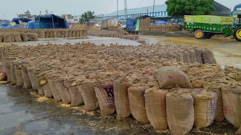 Paddy lying in open in grain markets across Kurukshetra in rain